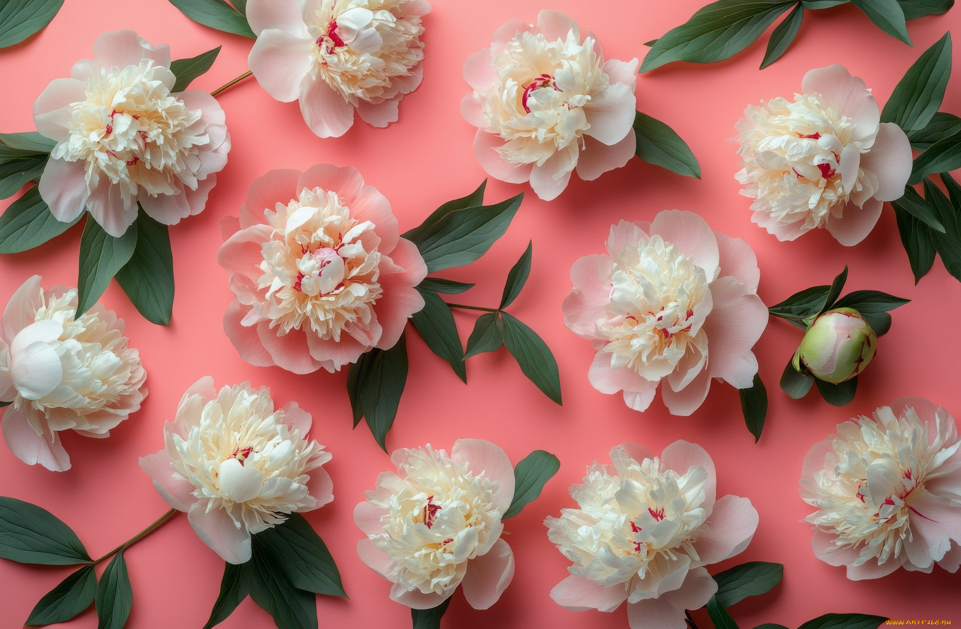 3� �������, ����� , flowers, �������, ���, �����, �����